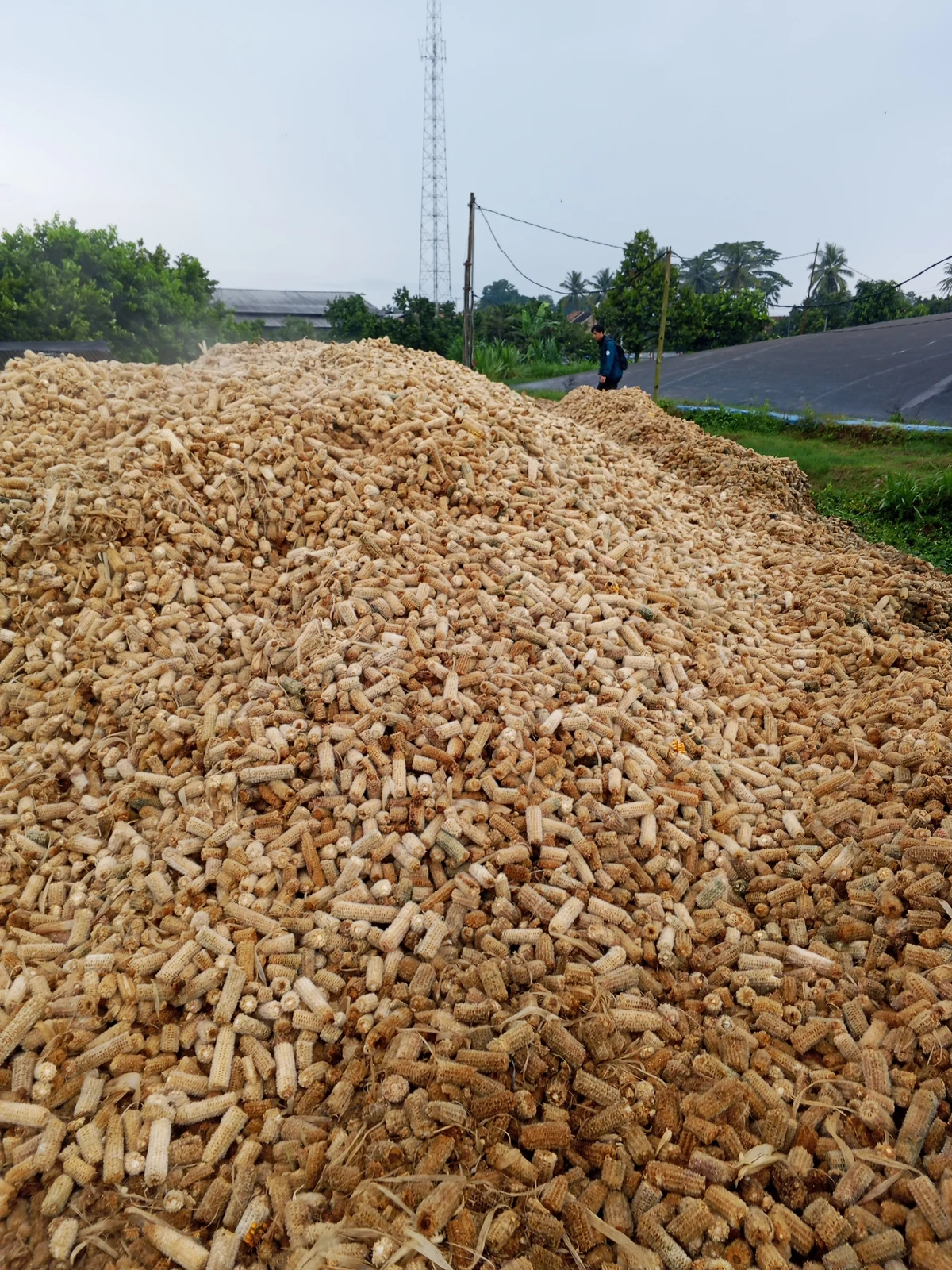 Corn-cob stockpile